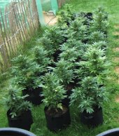 Critical XXL BCN Auto
