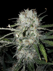 Critical XXL BCN Auto