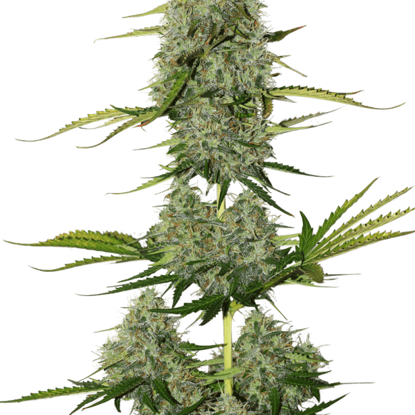 Critical XXL BCN Auto