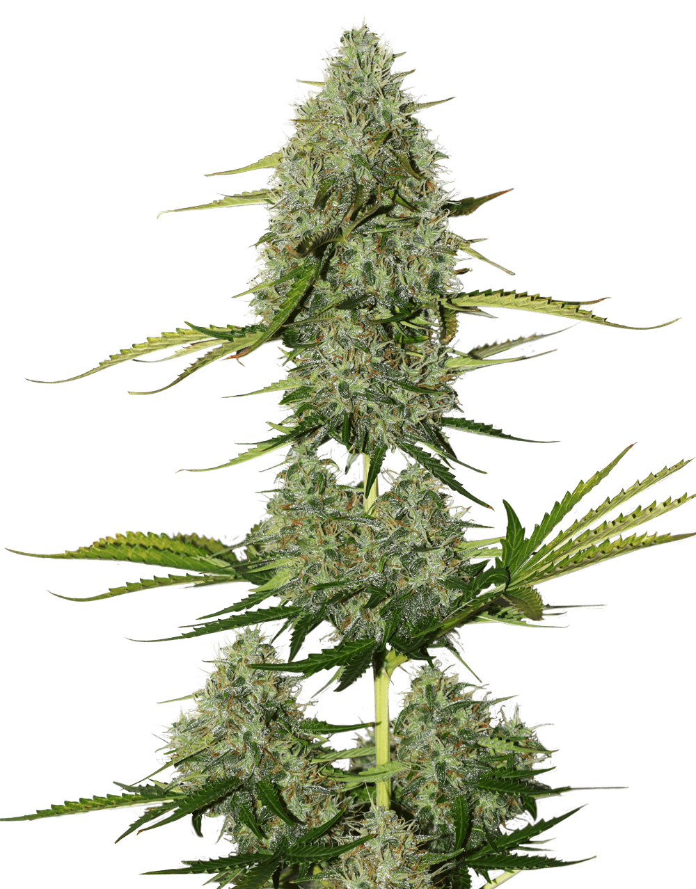Critical XXL BCN Auto