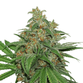 AK 420 Auto
