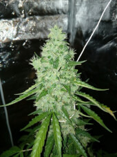 AK 420 Auto