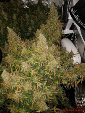 AK 420 Auto