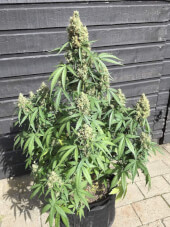 AK 420 Auto