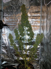 AK 420 Auto