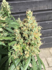 AK 420 Auto