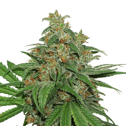 AK 420 Auto