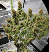 Amnesia Auto