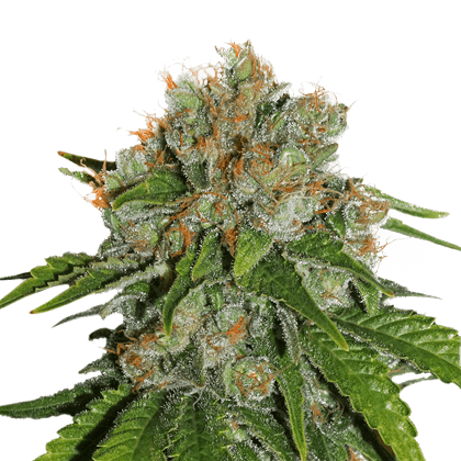 Amnesia Auto