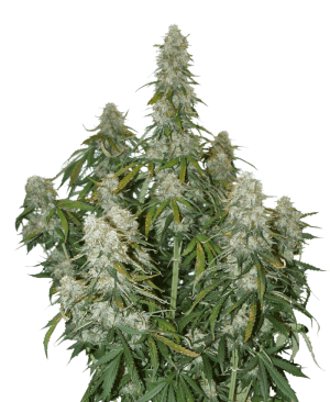 Big Bud Auto