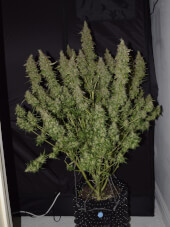 Big Bud Auto