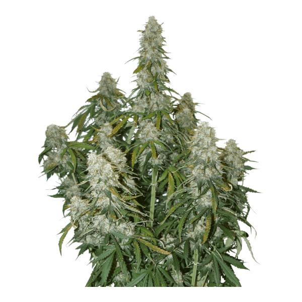 Big Bud Auto