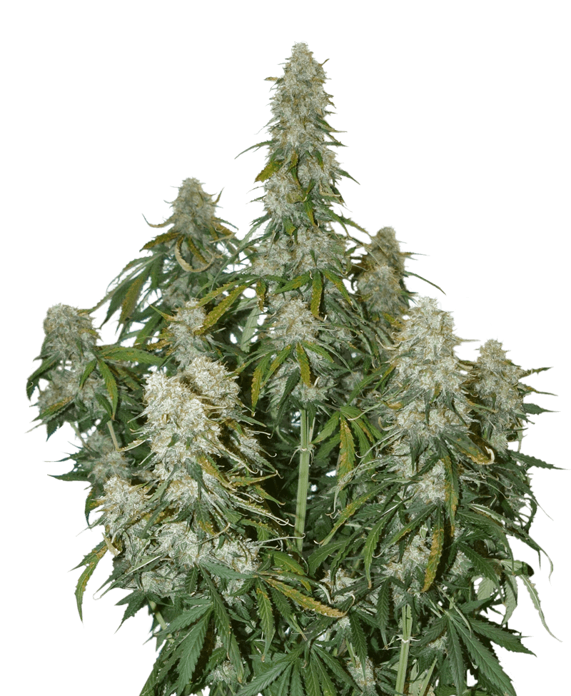 Big Bud Auto