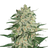 Big Bud