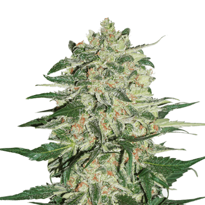 Big Bud