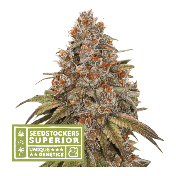 Blackberry Gum Auto