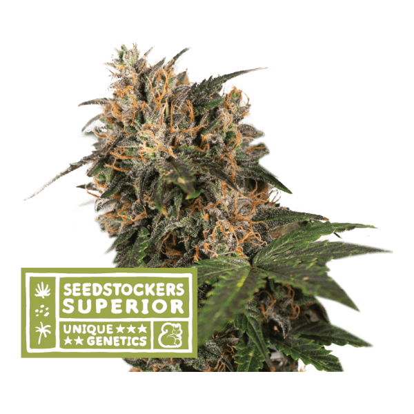 Blackberry Gum