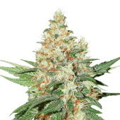 OG Kush Auto