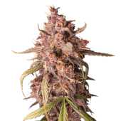 Purple Punch Autoflower