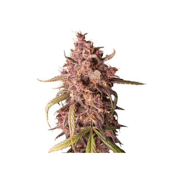 Purple Punch Autoflower