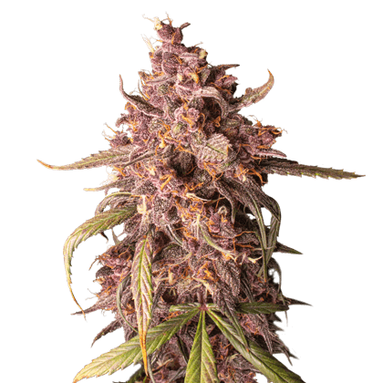 Purple Punch Auto