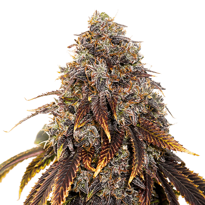 Gelato #41
