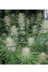 Sherbet