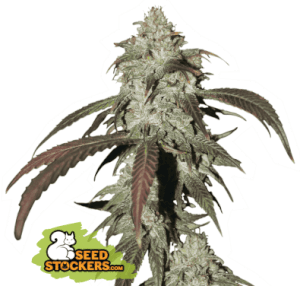 CBD Northern Lights