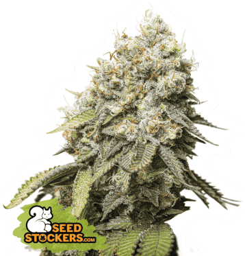 Bruce Banner #3