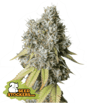 Bruce Banner Auto
