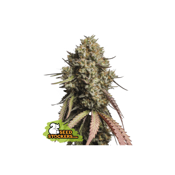Gorilla Cookies Auto