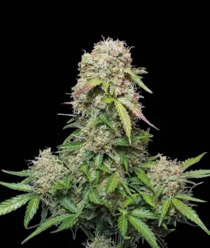 Jack Herer Auto