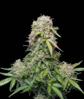 Jack Herer Auto