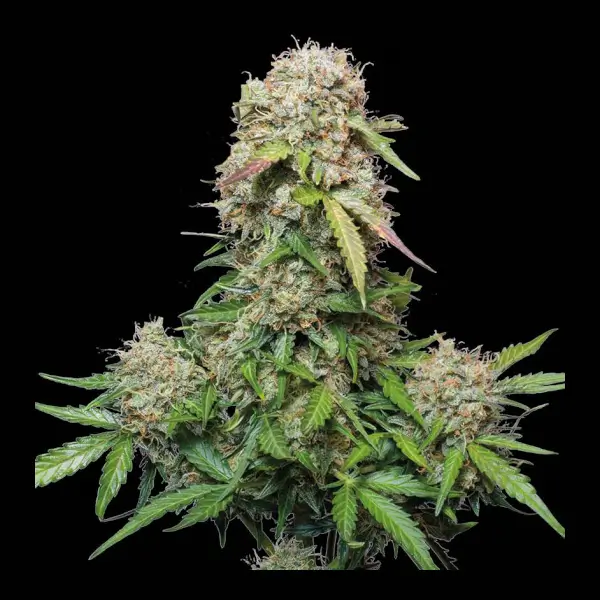 Jack Herer Auto
