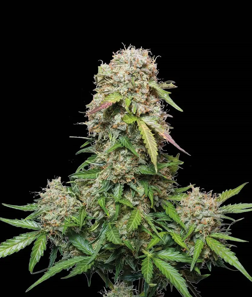 Jack Herer Auto