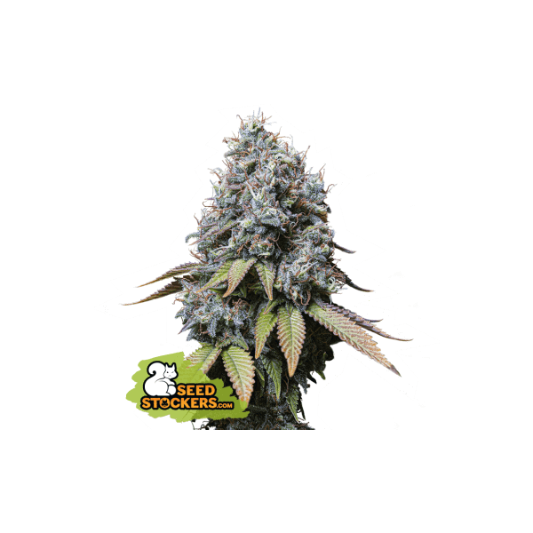 Sour Diesel