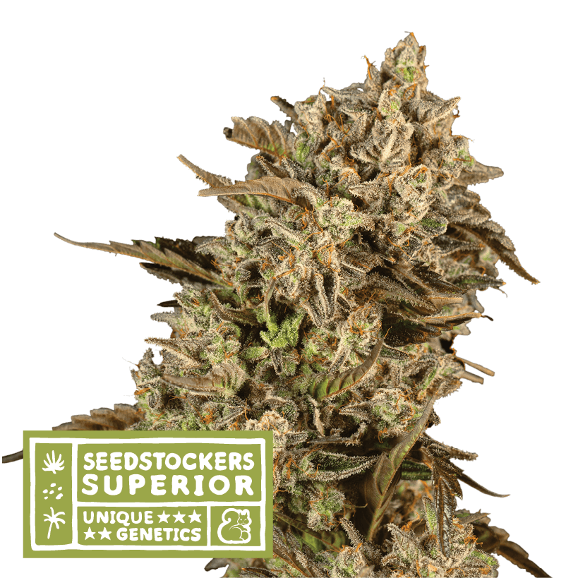 Apollo Black Cherry Auto
