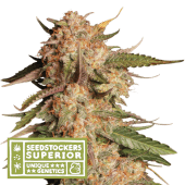 Blue Moby Auto