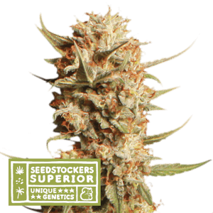 Thunder Banana Auto