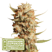Thunder Banana Auto