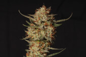 Thunder Banana Auto
