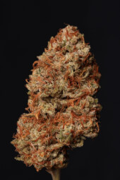 Thunder Banana Auto