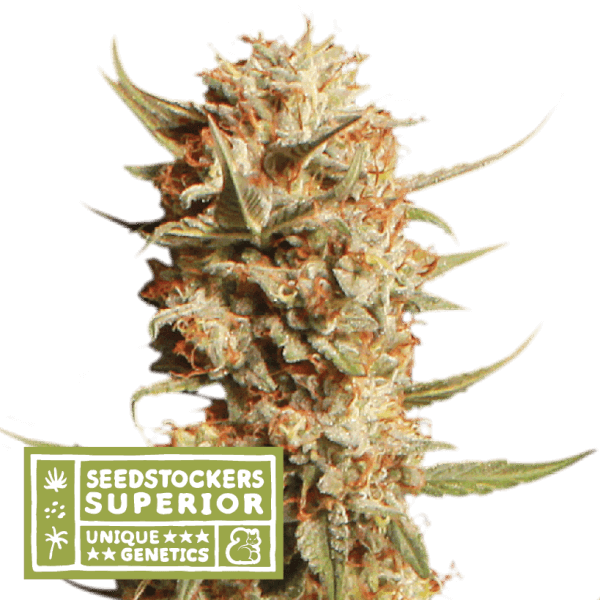 Thunder Banana Auto