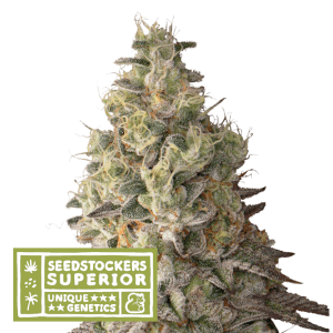 Mack And Crack Auto
