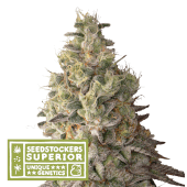 Mack And Crack Auto