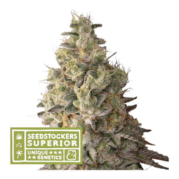 Mack And Crack Auto