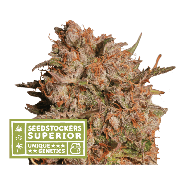 Apollo Black Cherry Auto
