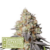 Panty Punch Auto