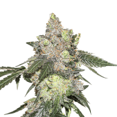 Girl Scout Cookies