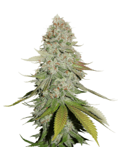GG #4